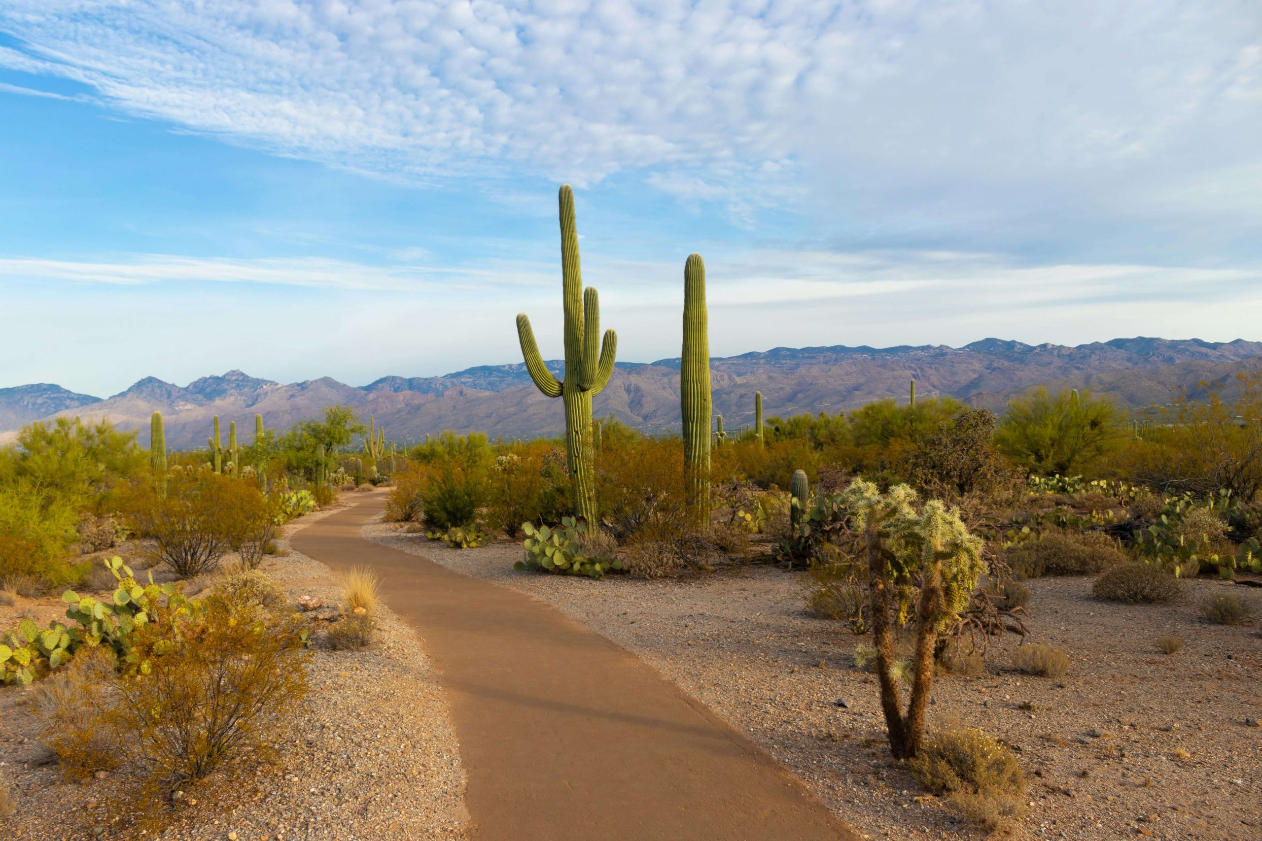 Arizona Desert Scene with tall cactus